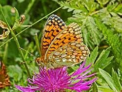 Attēlu rezultāti vaicājumam “Argynnis niobe underside”