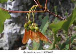 Attēlu rezultāti vaicājumam “Acer saccharinum fruit”