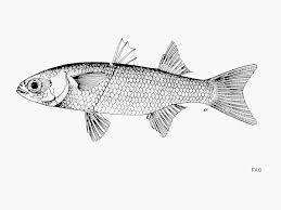 Image result for Mugil curema