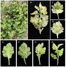 Attēlu rezultāti vaicājumam “Comatricha meandrispora”