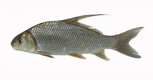 Image result for Carpiodes velifer