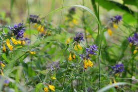 Attēlu rezultāti vaicājumam “Melampyrum nemorosum”