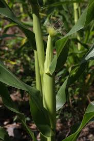 Attēlu rezultāti vaicājumam “Zea mays”