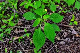 Attēlu rezultāti vaicājumam “Impatiens parviflora leaf”