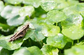 「香菇草」的圖片搜尋結果