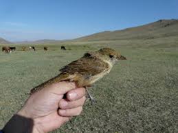 Image result for Acrocephalus aedon