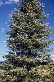 Attēlu rezultāti vaicājumam “Abies”