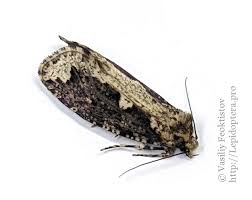 Attēlu rezultāti vaicājumam “Scardia boletella”