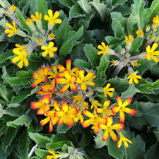 Attēlu rezultāti vaicājumam “Primula x margotae flower”