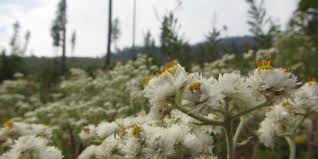 Attēlu rezultāti vaicājumam “Anaphalis margaritacea”