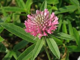 Attēlu rezultāti vaicājumam “Trifolium alpestre”