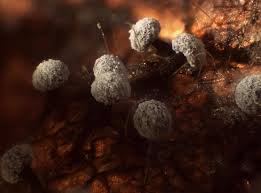 Attēlu rezultāti vaicājumam “Didymium verrucisporum macro”