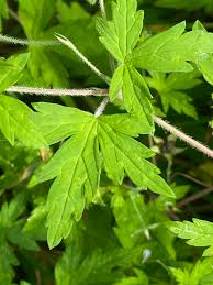 Attēlu rezultāti vaicājumam “Geranium palustre leaf”