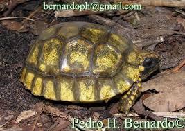 Attēlu rezultāti vaicājumam “Licea chelonoides”