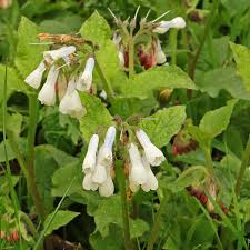 Attēlu rezultāti vaicājumam “Symphytum grandiflorum”