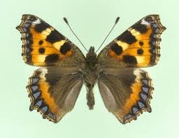 Attēlu rezultāti vaicājumam “Aglais urticae”
