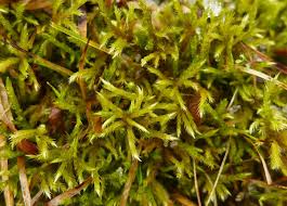 Attēlu rezultāti vaicājumam “Homalothecium sericeum”