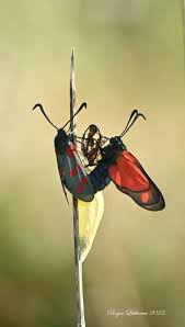 Attēlu rezultāti vaicājumam “Zygaena cocoon”