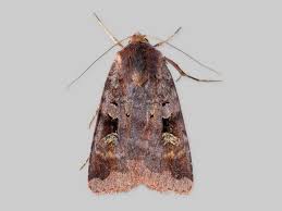 Attēlu rezultāti vaicājumam “Diarsia brunnea”