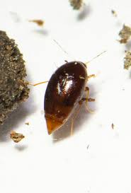 Attēlu rezultāti vaicājumam “Scaphisoma sp.”