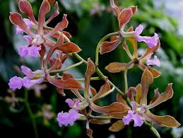 Attēlu rezultāti vaicājumam “Orchidaceae”