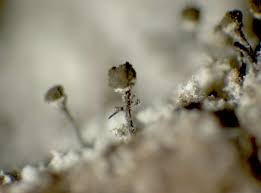 Attēlu rezultāti vaicājumam “Chaenotheca stemonea”