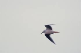 Image result for Rhodostethia rosea