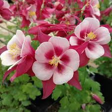 Image result for Aquilegia