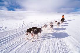 Image result for Team Ice Fire British Sled Dog Racing Team