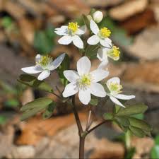 Attēlu rezultāti vaicājumam “Isopyrum thalictroides fruit”