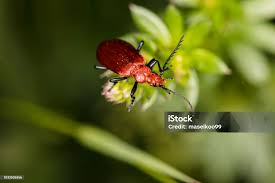 Attēlu rezultāti vaicājumam “Cucujus cinnaberinus”