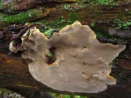 Attēlu rezultāti vaicājumam “Phellinus nigrolimitatus”