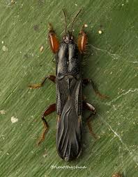 Attēlu rezultāti vaicājumam “Dryophilocoris flavoquadrimaculatus imago”