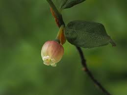 Attēlu rezultāti vaicājumam “Vaccinium myrtillus flower”