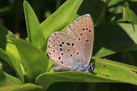 Attēlu rezultāti vaicājumam “Maculinea alcon upperside”