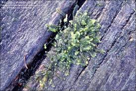 Attēlu rezultāti vaicājumam “Chiloscyphus”