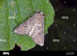 Attēlu rezultāti vaicājumam “Mamestra brassicae larva”