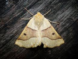 Attēlu rezultāti vaicājumam “Crocallis elinguaria larva”