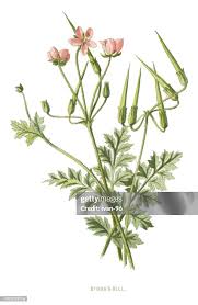 Attēlu rezultāti vaicājumam “Erodium cicutarium”