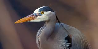 Image result for heron