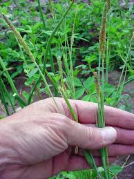 Attēlu rezultāti vaicājumam “Alopecurus aequalis flower”