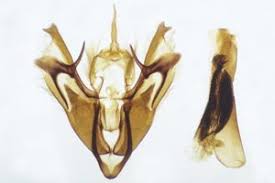 Attēlu rezultāti vaicājumam “Rusina ferruginea male”
