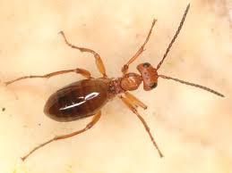 Attēlu rezultāti vaicājumam “Biorhiza pallida”