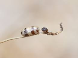 Attēlu rezultāti vaicājumam “Ichneumonidae cocoon”