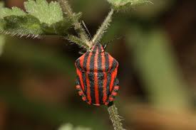 Attēlu rezultāti vaicājumam “Graphosoma lineatum imago”