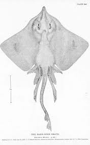 Image result for Dipturus laevis