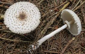 Attēlu rezultāti vaicājumam “Lamproderma nigrescens macro”