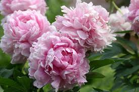 Attēlu rezultāti vaicājumam “Paeonia lactiflora”