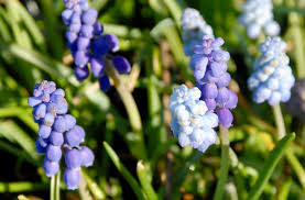 Attēlu rezultāti vaicājumam “Muscari armeniacum flower”