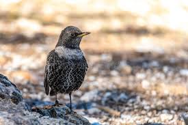 Image result for Turdus torquatus